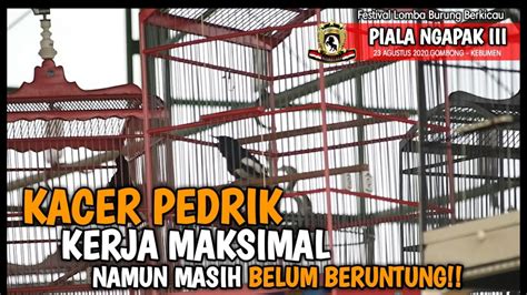 Kacer Pedrik Tampil Maksimal Namun Belum Hoki Piala Ngapak Youtube