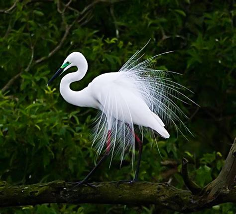 Gudavi Bird Sanctuary | Bird Sanctuary in Karnataka | Karnataka Tourism