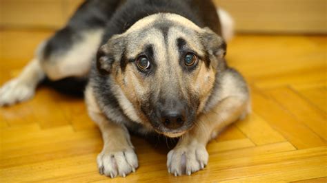 Cani E Fuochi D Artificio Un Farmaco Cancella La Paura Dei Botti Ok