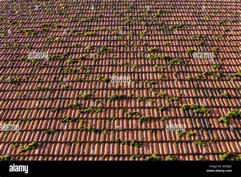 Moss ceiling tiles hi-res stock photography and images - Alamy