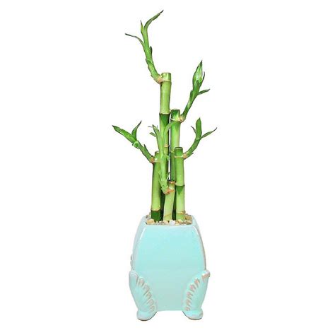 Curved Angel Wing Vase With 5 Lucky Bamboo Stalks Eve S Garden Gifts