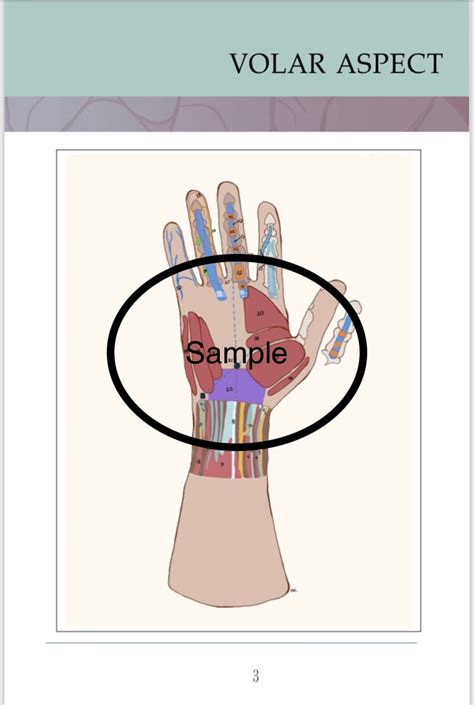 Anatomical Hand Reference & Illustrated Booklet For Hand Therapists - Hand in Mind