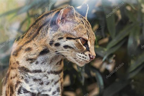 Margay Leopardus wiedii nicarague es un pequeño gato salvaje nativo de