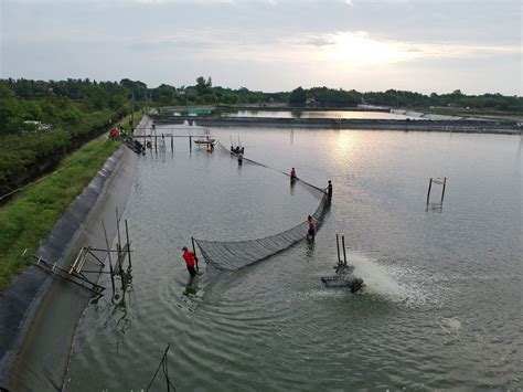 Revival Of Tiger Shrimp Farming Gets Boost From Ph Govt Seafdecaqd