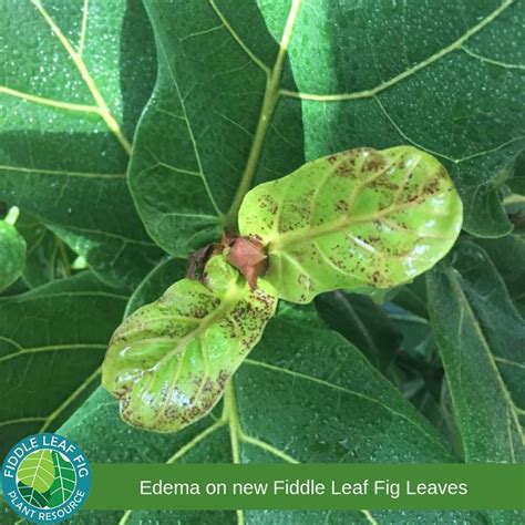 Does Your New Fiddle Leaf Fig Leaves Have Small Red Spots Or Dots