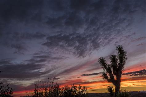 joshua tree sunset | Zion Area Info