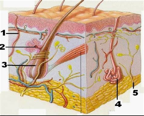 struktur kulit dan fungsinya Epidermis hipodermis outermost lapisan ...