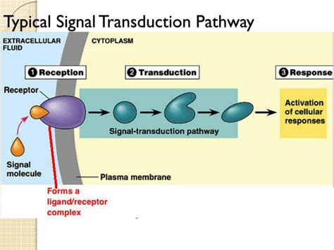 PPT Chp 45 Hormones The Endocrine System Review Chp 11 Cell