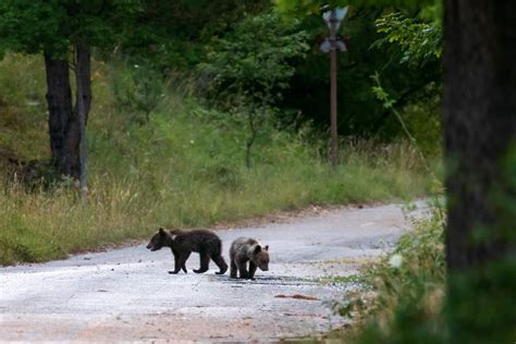 Dove Si Trovano I Cuccioli Dell Orsa Amarena Proseguono Le Ricerche