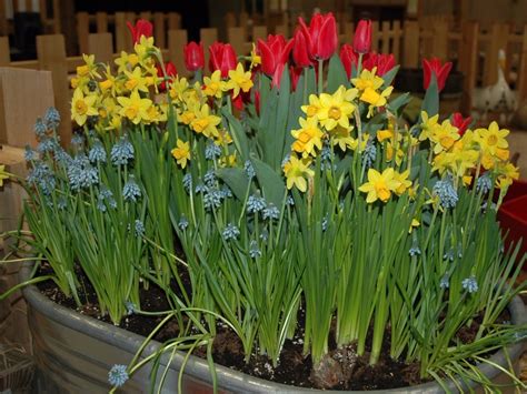 nows  time  force   spring flowering bulbs
