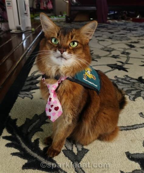 Your Questions About Therapy Cats, Answered - Summer’s Fabulous Cat Life