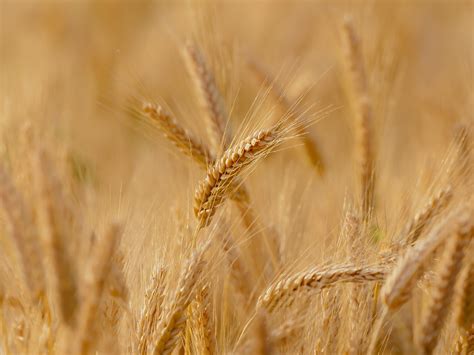 B D Dop Aty Do Sprzedanego Zbo A A Wschodnia Granica Zostanie