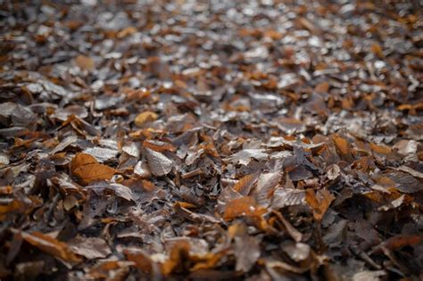 Premium Photo Top View Background Of Brown Old Fallen Leaves Lie On