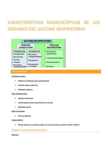 Histolog A Del Sistema Respiratorio Lisbety Reyes Hurtado Udocz