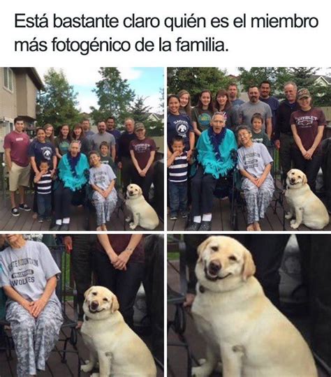 19 Divertidos Y Geniales Memes De Perros Que Te Harán Sonreír Por El