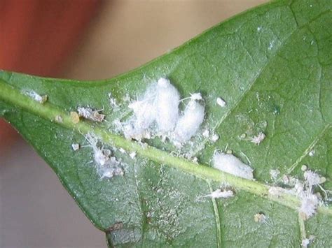 Cocciniglia Cotonosa Parassiti Delle Piante Caratteristiche Della