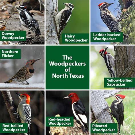 Woodpecker Images With Names - kevinjoblog