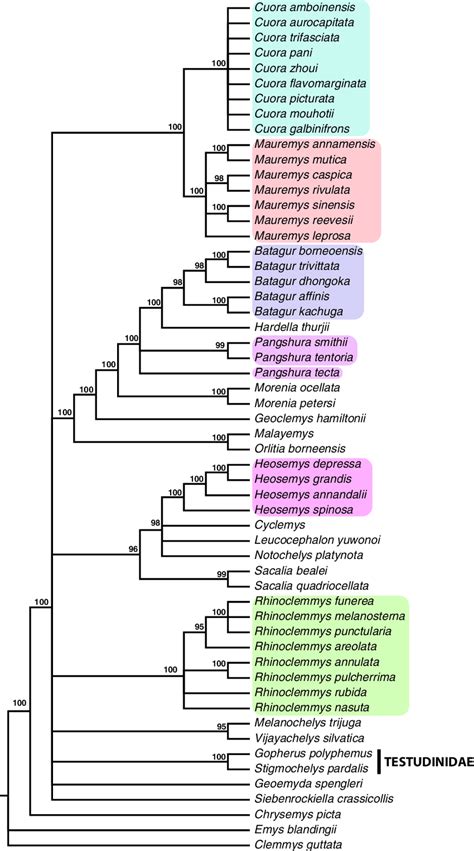 Reference Tree Derived From Molecular Data Used For Comparisons With