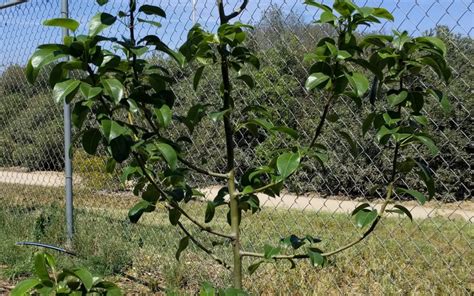 Effects Of A Warm And Wacky Winter On Deciduous Fruit Trees Greg