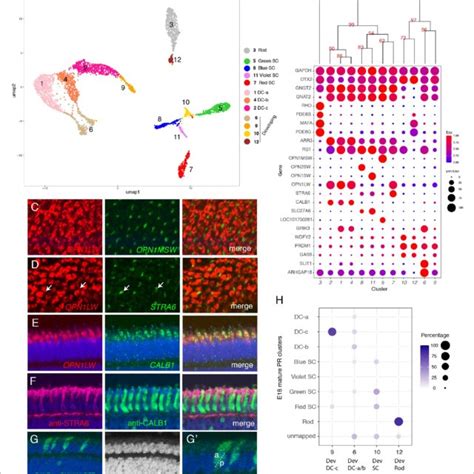 Classification and characterization of horizontal cells (HC). (A ...