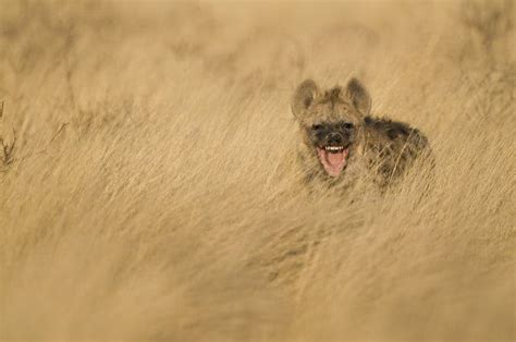 Do Hyena Really Laugh? Hyena Laughing Sounds Included