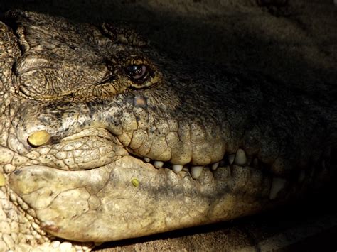 ridiculous myths  animals    true