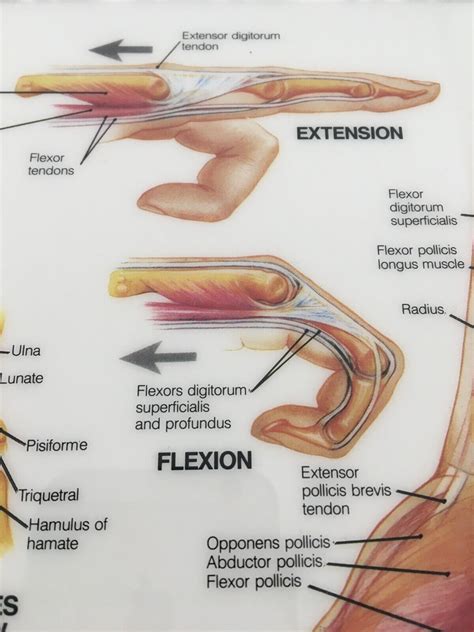 Anatomy Of Hand And Wrist Chart