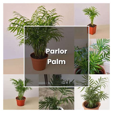 How to Grow Parlor Palm - Plant Care & Tips | NorwichGardener