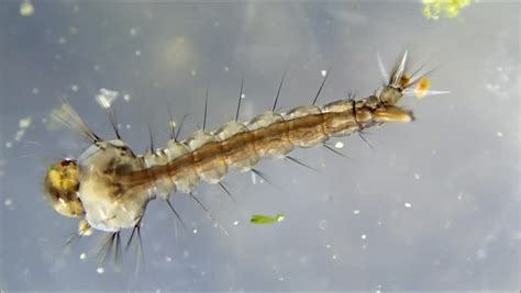 A Mosquito Larva Aedes Sp Feeding Showing Contractions Of The