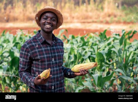 Cultivateur Africain Qui Tient Un Ma S Frais La Ferme Biologique Avec