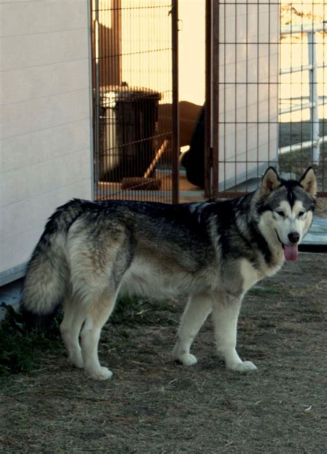 Conoces La Diferencia Entre El Malamute Y El Husky TANARAQ Alaskan