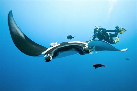 Four Indonesian Diving Destinations Where You Can Spot Manta Rays