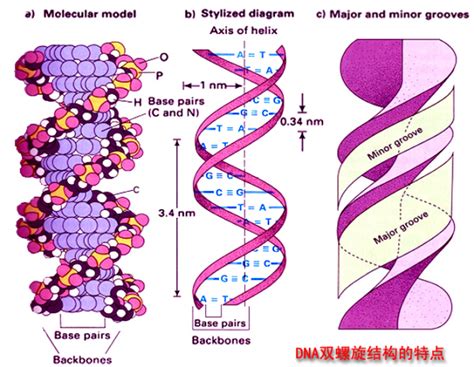 Dna分子结构模式图百度知道