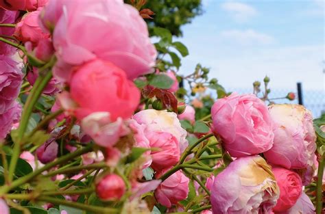 Rose Garden Cafe--By the Beach, In the Park, On the Lake