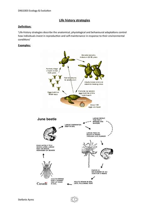 Lesson 19 Life History Strategies 2 Life History Strategies