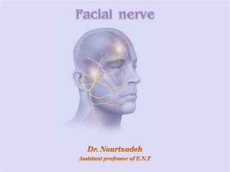 Ppt Facial Nerve Powerpoint Presentation Free Download Id651147