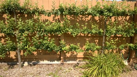 Espalier Apple Trees Re-worked - General Fruit Growing - Growing Fruit