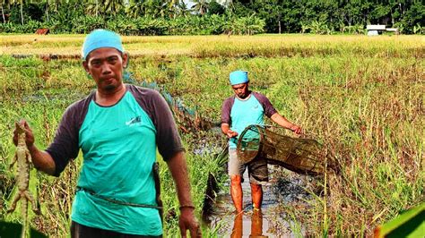 Kaget Binatang Ini Masuk Perangkap Buwu Berburu Ikan Betok Suasana