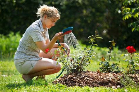 C Mo Ahorrar Agua Al Regar Las Plantas Los Mejores Consejos