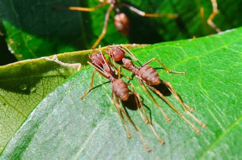 Hormiga Tejedora O Hormiga Verde Oecophylla Smaragdina Cerca De Un