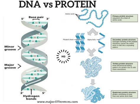 Difference between DNA and Protein (DNA vs Protein)