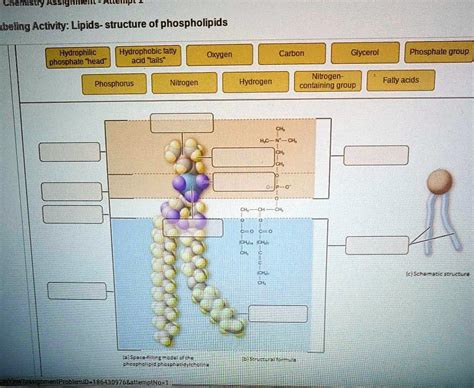 Solved Lipids Structure Of Phospholipids Hydrophilic Phosphate Head