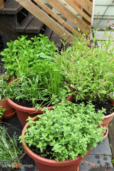 What Are Herbs? Classifying Your Herbal Garden - Garden Therapy