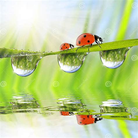 Dew Drops And Ladybirds Stock Illustration Illustration Of Abstract