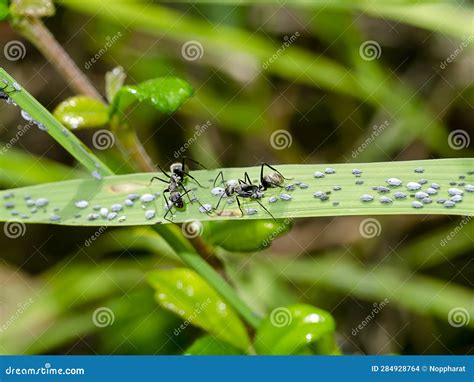 Ant are Caring for the Larvae of Aphids Stock Photo - Image of fauna ...