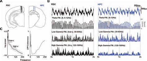 Figure 1 From Neurophysiological Signatures Of Temporal Coordination