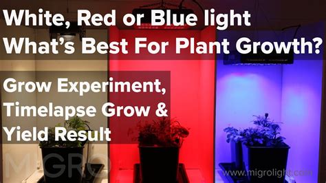 What Color Lights Are Best For Plants Homeminimalisite