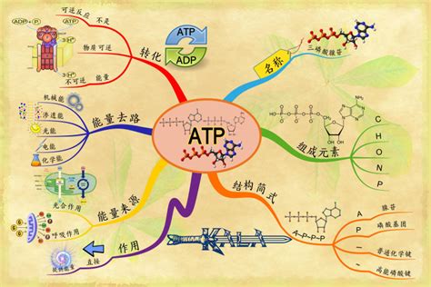 三磷酸腺苷 Adenosine triphosphateATP iMindMap mind map template Biggerplate