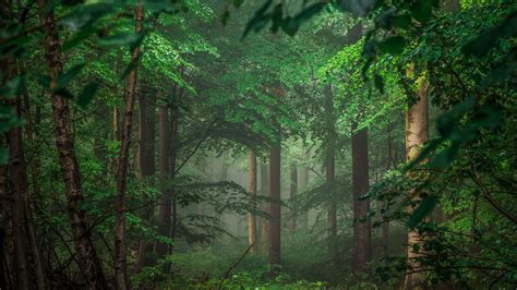 Green Forest Desktop Laptop Wallpapers - Wallpaper Cave