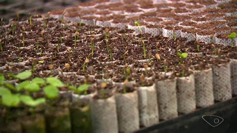 Viveiristas E Agricultores Do Es Economizam E Ajudam O Meio Ambiente